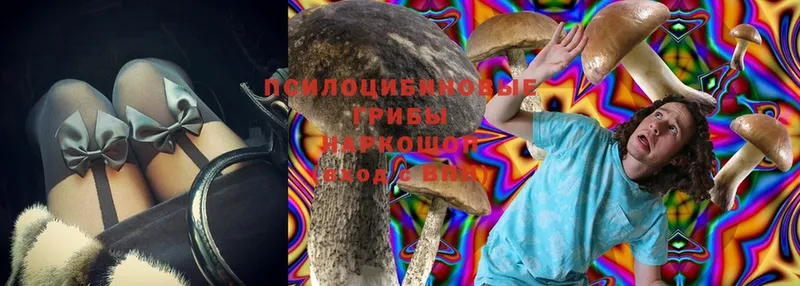 закладка  Ипатово  Псилоцибиновые грибы Cubensis 